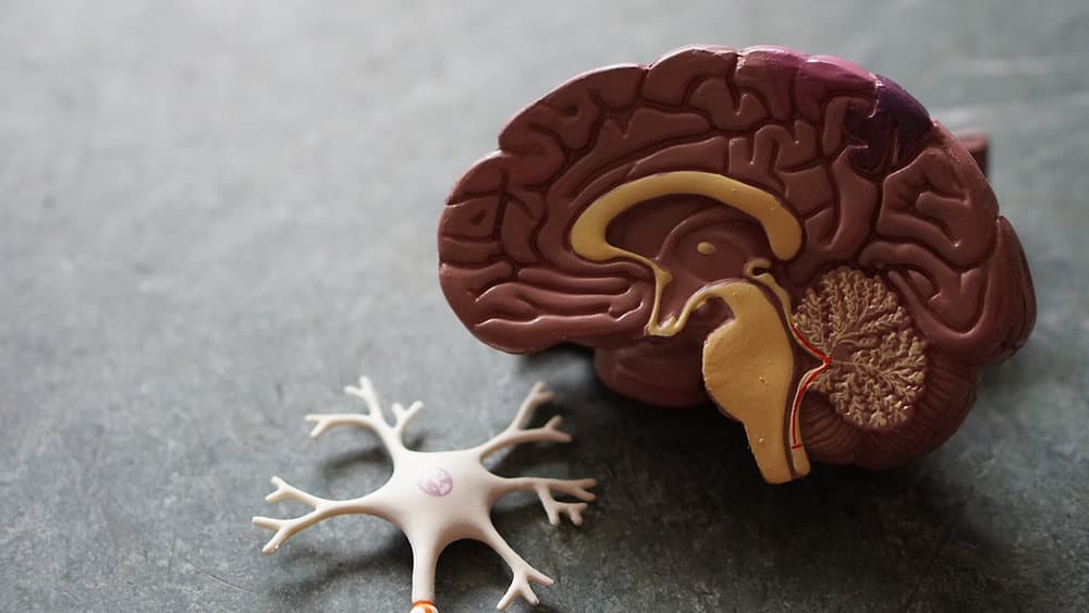 How to Apply Brain Science to Give Better Feedback